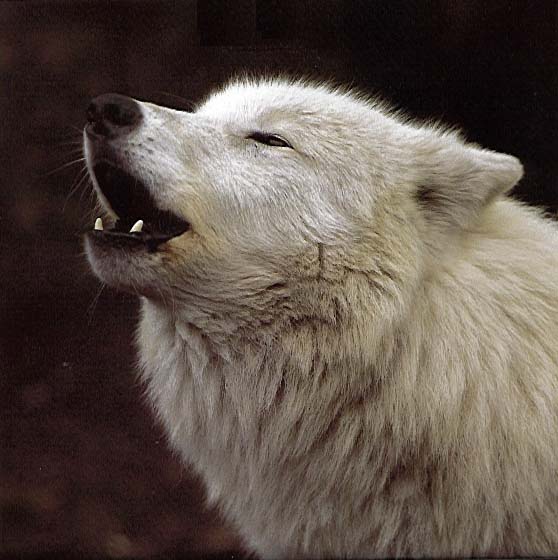 Wolf2.jpg