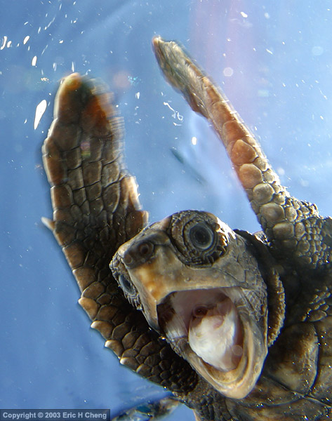 turtle.jpg