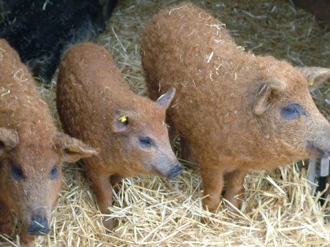 woolypigsredmangalitzagilts.jpg
