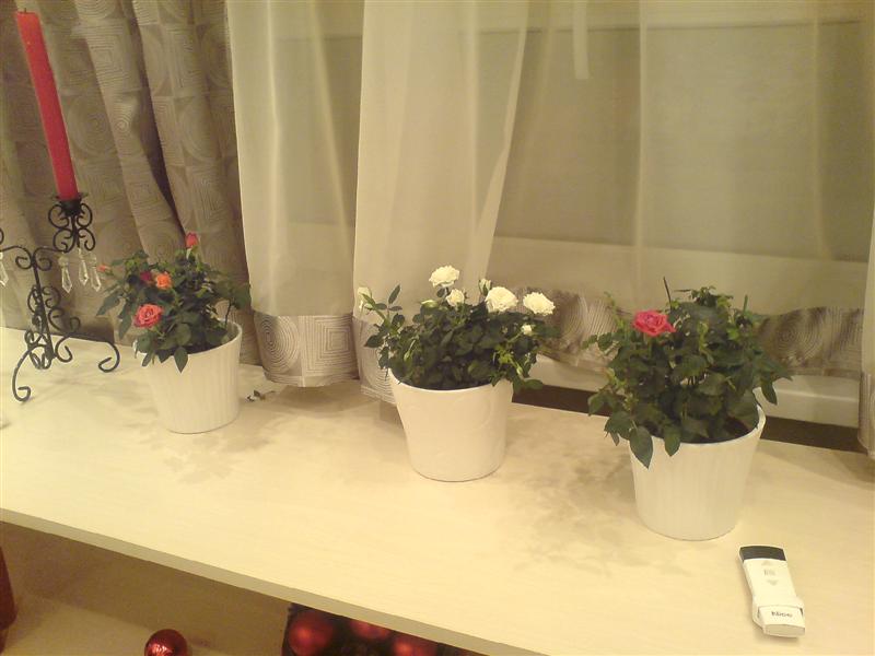 DSC02485__Medium_.JPG