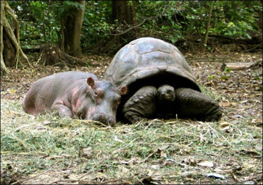 hippo1.jpg