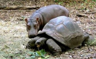hippo_20and_20turtle_small.jpg