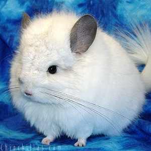 Royal_Persian_Angora_Chinch.jpg