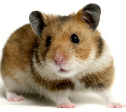 HamsterREX_468x362.jpg