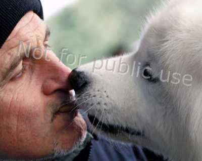 samoyed2.jpg
