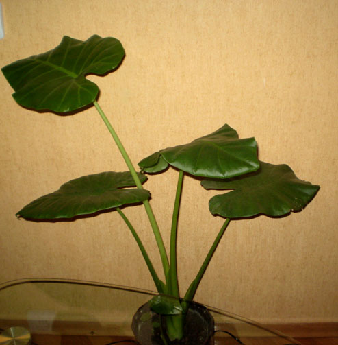 post_72_1199561714.jpg