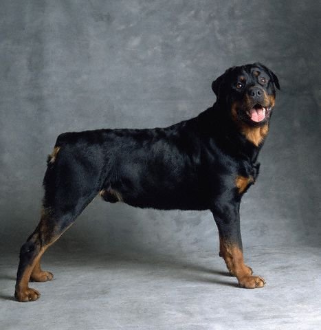 rottweiler.jpg