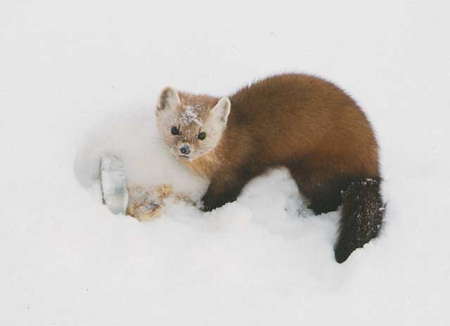 marten.jpg