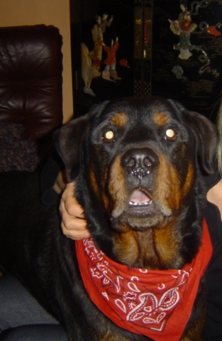 bacho.JPG