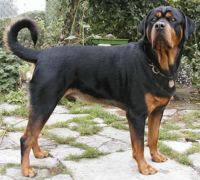 rottweiler_id73.jpg