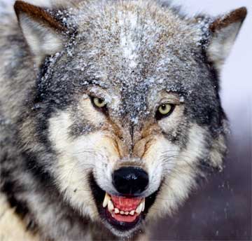 red_wolf.jpg
