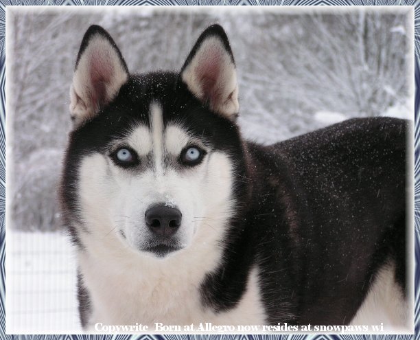 gal1_blk_huskymale.jpg