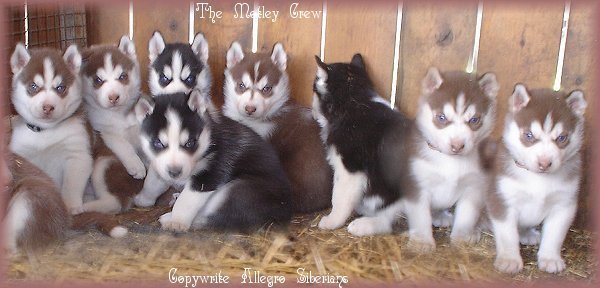 Siberian_husky.jpg