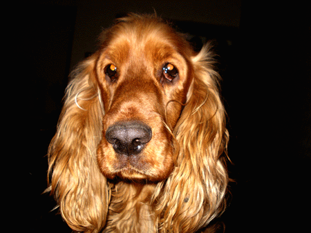 chapi.gif1.gif