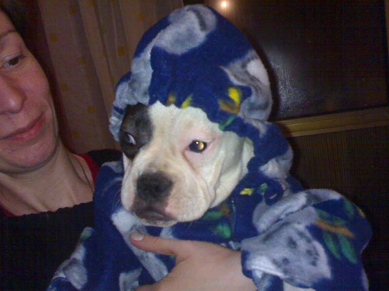 buldog.jpg