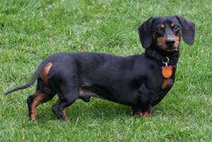 dachshund_posing3_fs.jpg