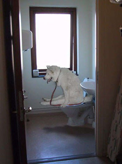 dog_on_toilet.jpg