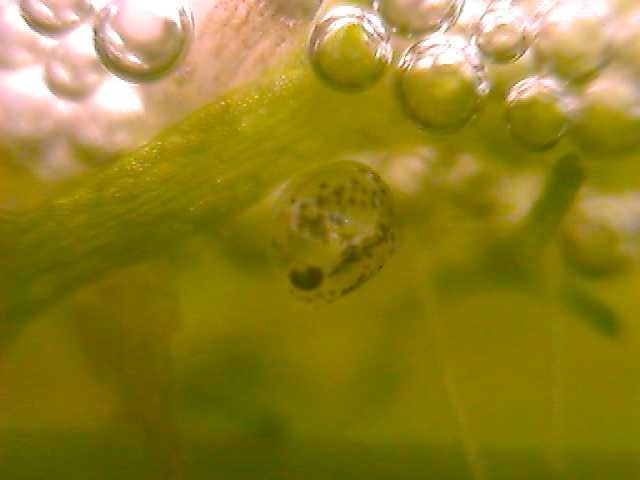 blue_gourami_egg_3.jpg