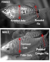 femaleGourami.jpg