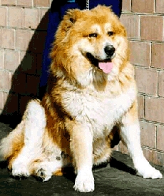 Simba___1999.JPG