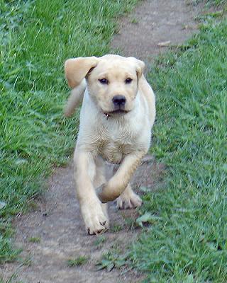 Yellow_Labrador_Retriever.jpg