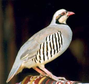 kakabi2_405.jpg