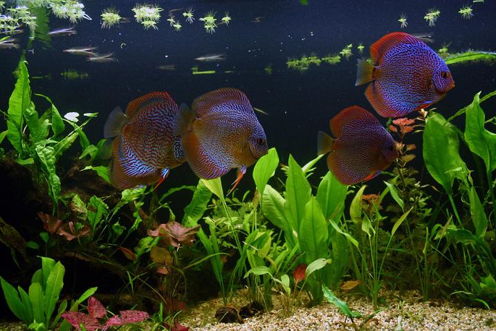 discus2.jpg