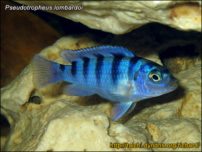lombardoi2.jpg