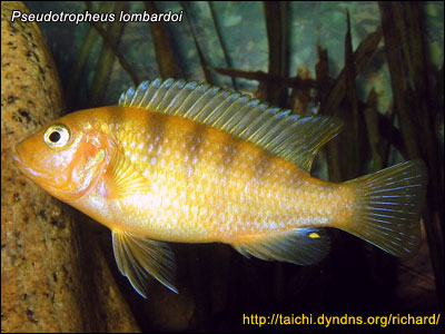 lombardoi1.jpg