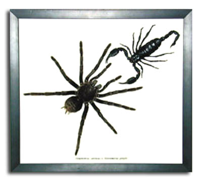 08794_scorpion_vs_spider.jpg