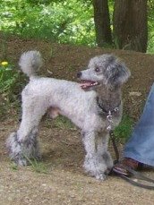 chibo.jpg