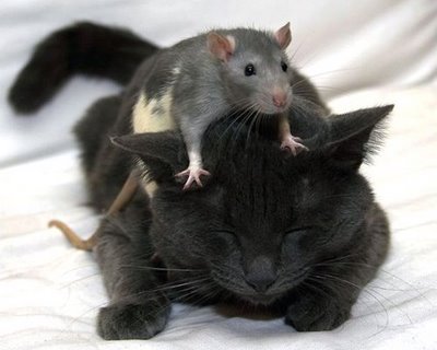 Mouse_and_Cat.jpg