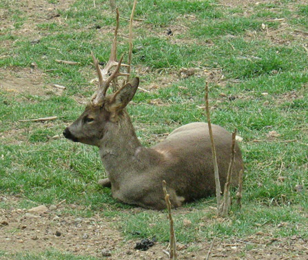 iremi_23_marti_2008_zoo_007.jpg