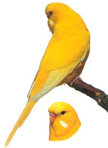 lutino2fd.jpg