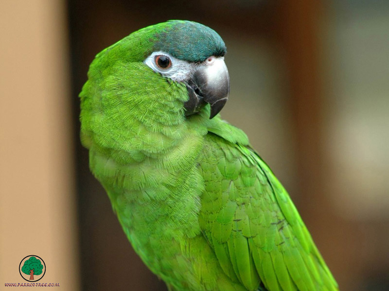 Wallpapers___Parrots___08.jpg