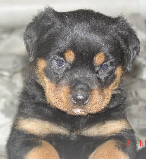 rottweiler_puppies_for_sale_kiragemaleb.jpg