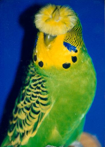 crested006.jpg