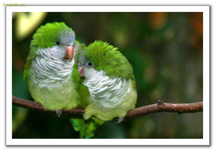 021028144828love_birds2.jpg