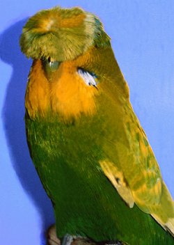 crested001.jpg