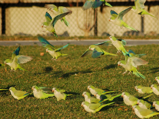 big_parrot_flock4_701883.jpg