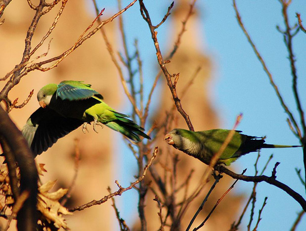 parrots_and_leafbuds5_73317.jpg