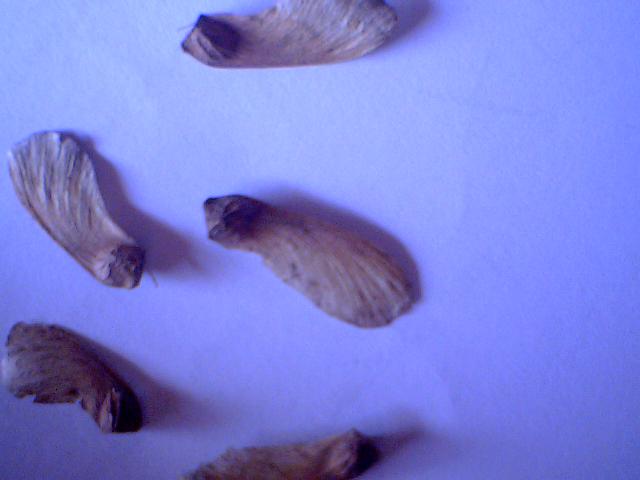 _______________________027.jpg