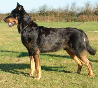 beauceron1.jpg