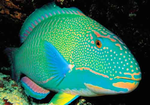 parrot_fish.jpg