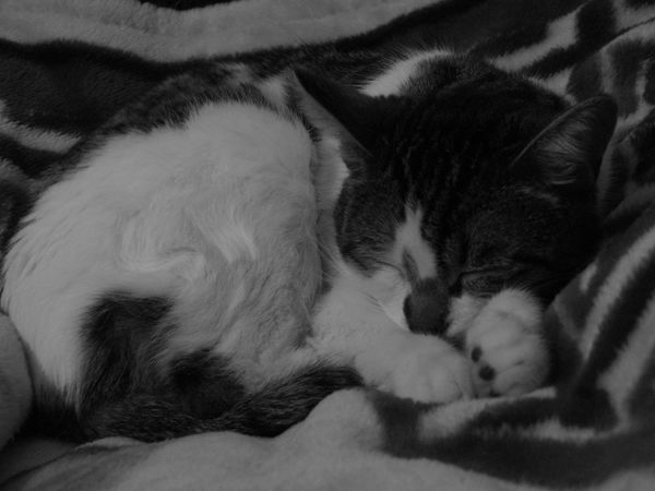 IMG_5144__600x450_.JPG