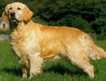 zlatni_retriver.jpg