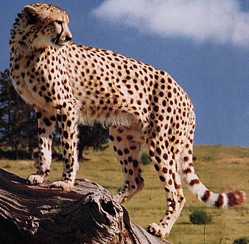 cheetah.jpg