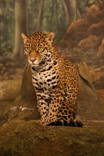 jaguar_2.jpg