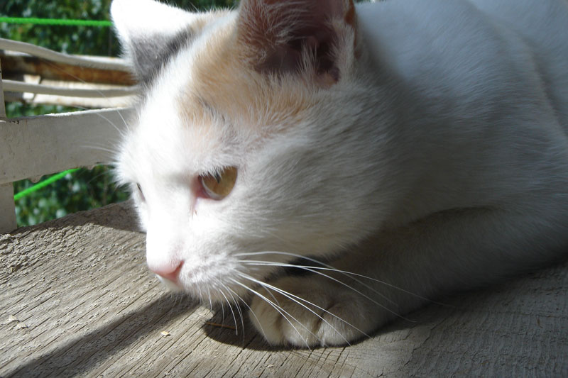 DSC00226.jpg