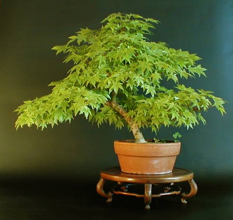 acer_palm.jpg